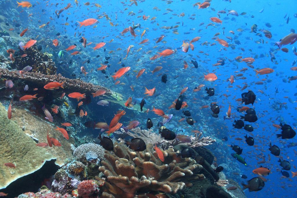 Garuda Hostel & Accomodation Nusa Penida Toyapakeh Экстерьер фото